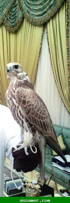  صورة طير الأمير عبدالعزيز بن سعود الذي صيد في حرض